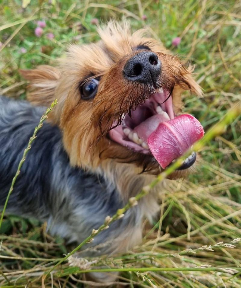 Dog Behavioural Training with The Balanced Dog Company