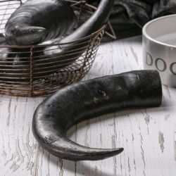Jumbo Buffalo Horn Dog Treat